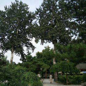 10090a0000004l3f7A5B2_C_280_280.jpg