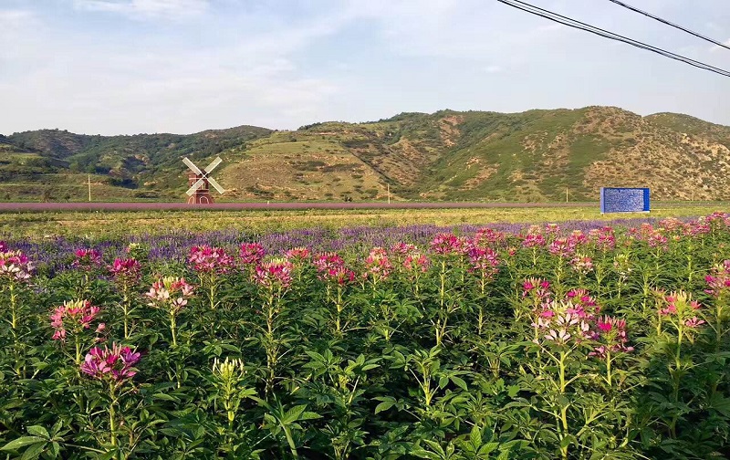 香约薰衣草庄园