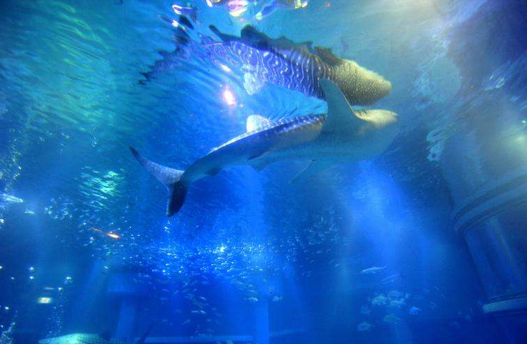 金鲨水族馆