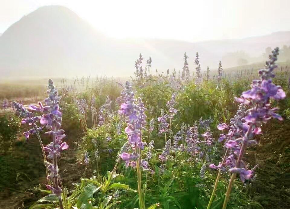 连州薰衣草世界