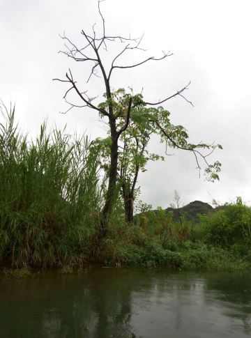 长在水边的树,都显得有些偏执.