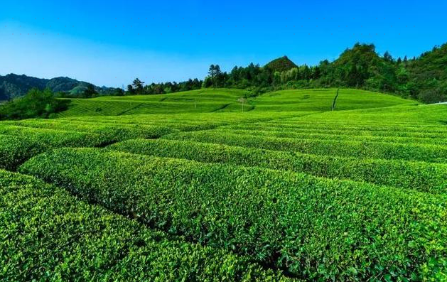 印江县洋溪茶场