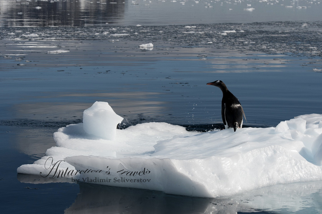 南冰洋汽水----南极开篇