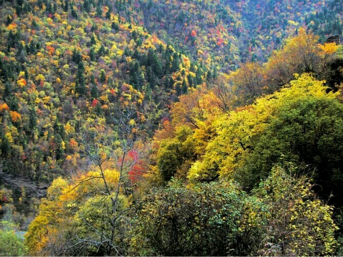 高山杜鹃林