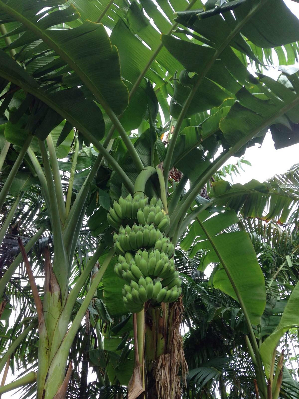 香蕉树长啥样图片图片