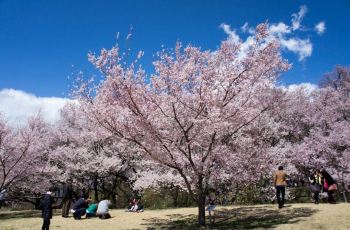 伊那市高远城址公园攻略 伊那市高远城址公园门票 游玩攻略 地址 图片 门票价格 携程攻略