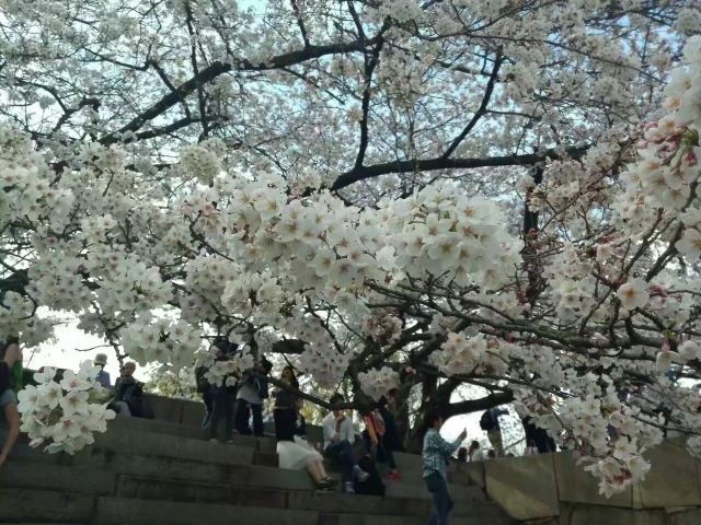 大阪大阪城梅林攻略 大阪大阪城梅林门票 游玩攻略 地址 图片 门票价格 携程攻略