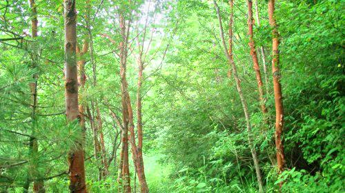 柞水终南山秦楚古道