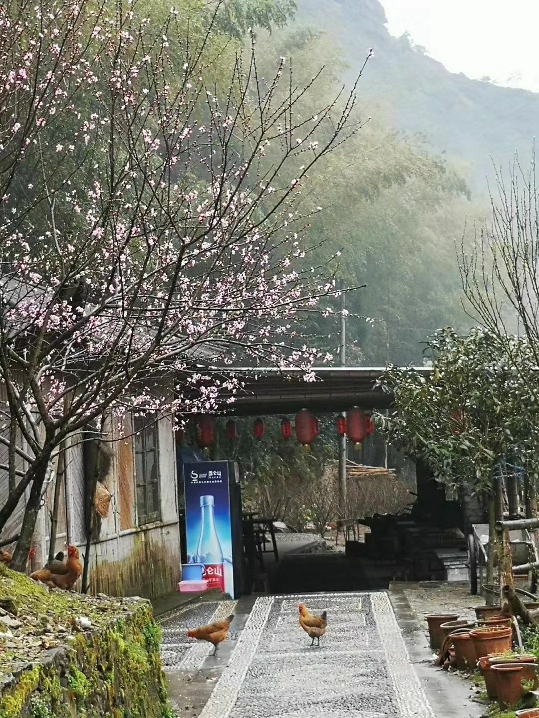 古樟树