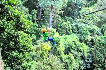 泰国曼谷 长臂猿飞跃丛林