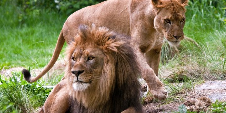 【纽约布朗克斯动物园】纽约布朗克斯动物园旅游攻略简介 当地玩乐门