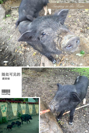 川藏-青藏自驾游 - 四川游记攻略【携程攻略】