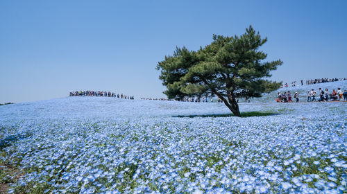 赏枫美拍之旅 东京茨城日立海滨公园扫帚草 大洗矶前神社 酒列矶前神社 水产市场一日游线路推荐 携程玩乐