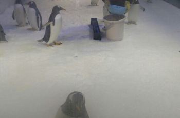 【携程攻略】新华联大白鲸海洋公园门票,芜湖