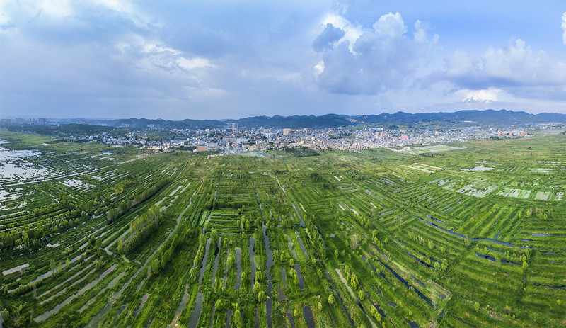 青荇草图片,青荇图片,青荇(第2页)_大山谷图库