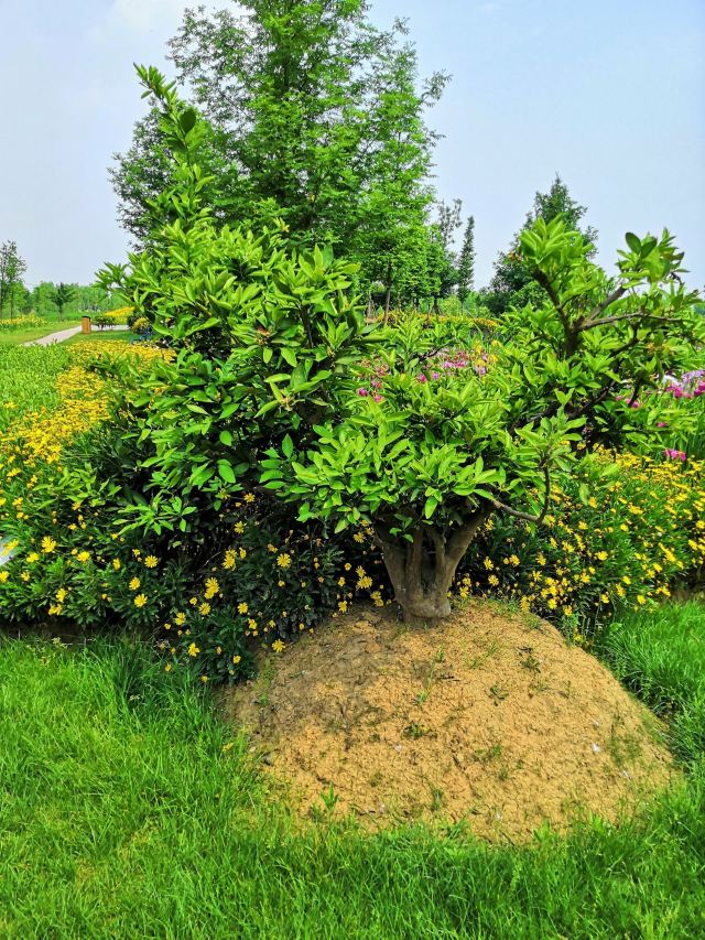 嘉义县阿里山乡迷糊步道游玩攻略简介 嘉义县阿里山乡迷糊步道门票 地址 图片 开放时间 照片 门票价格 携程攻略
