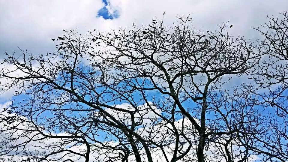 新平土司府