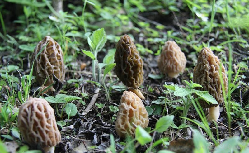 100f0s000000hy7c4E7F2_R_800_10000_Q90.jpg?proc=autoorient