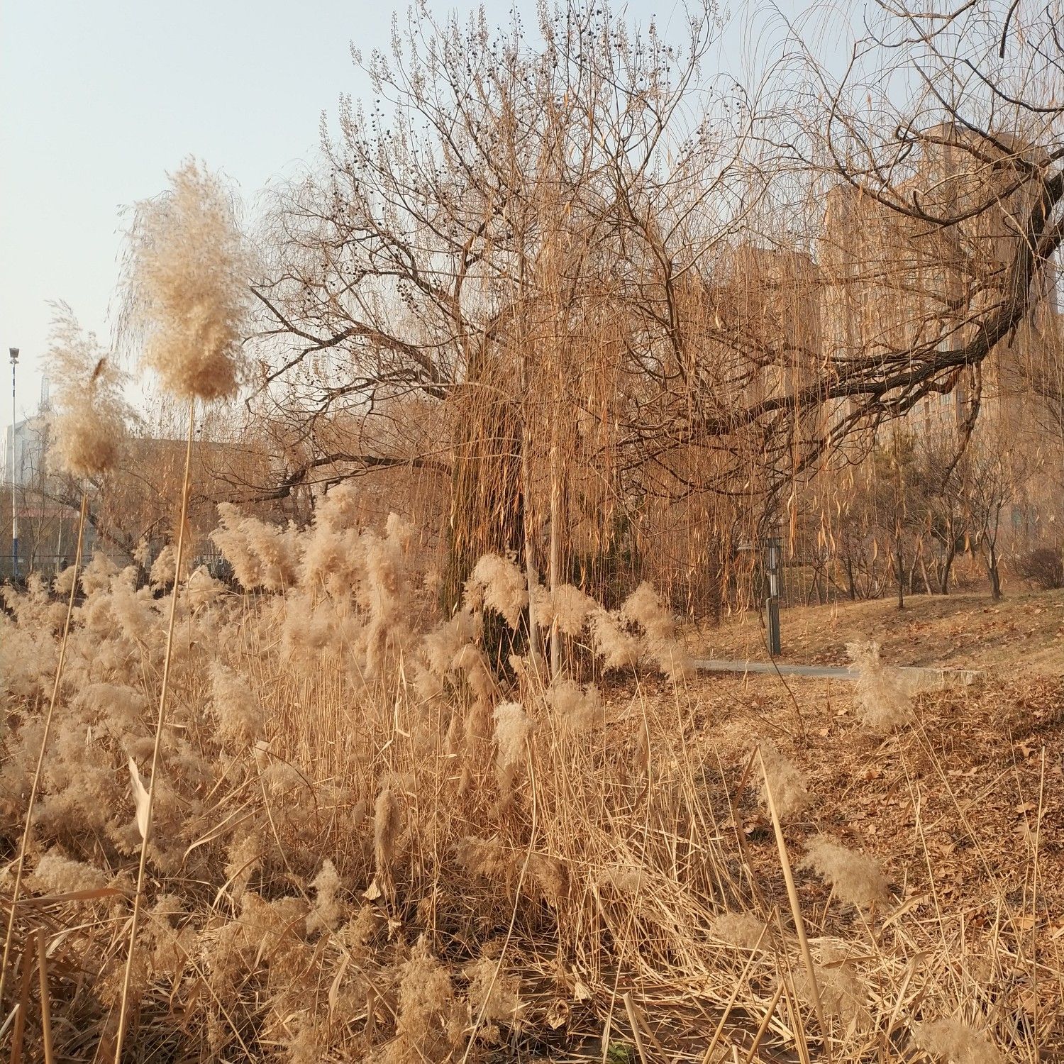 莱芜市艺术馆