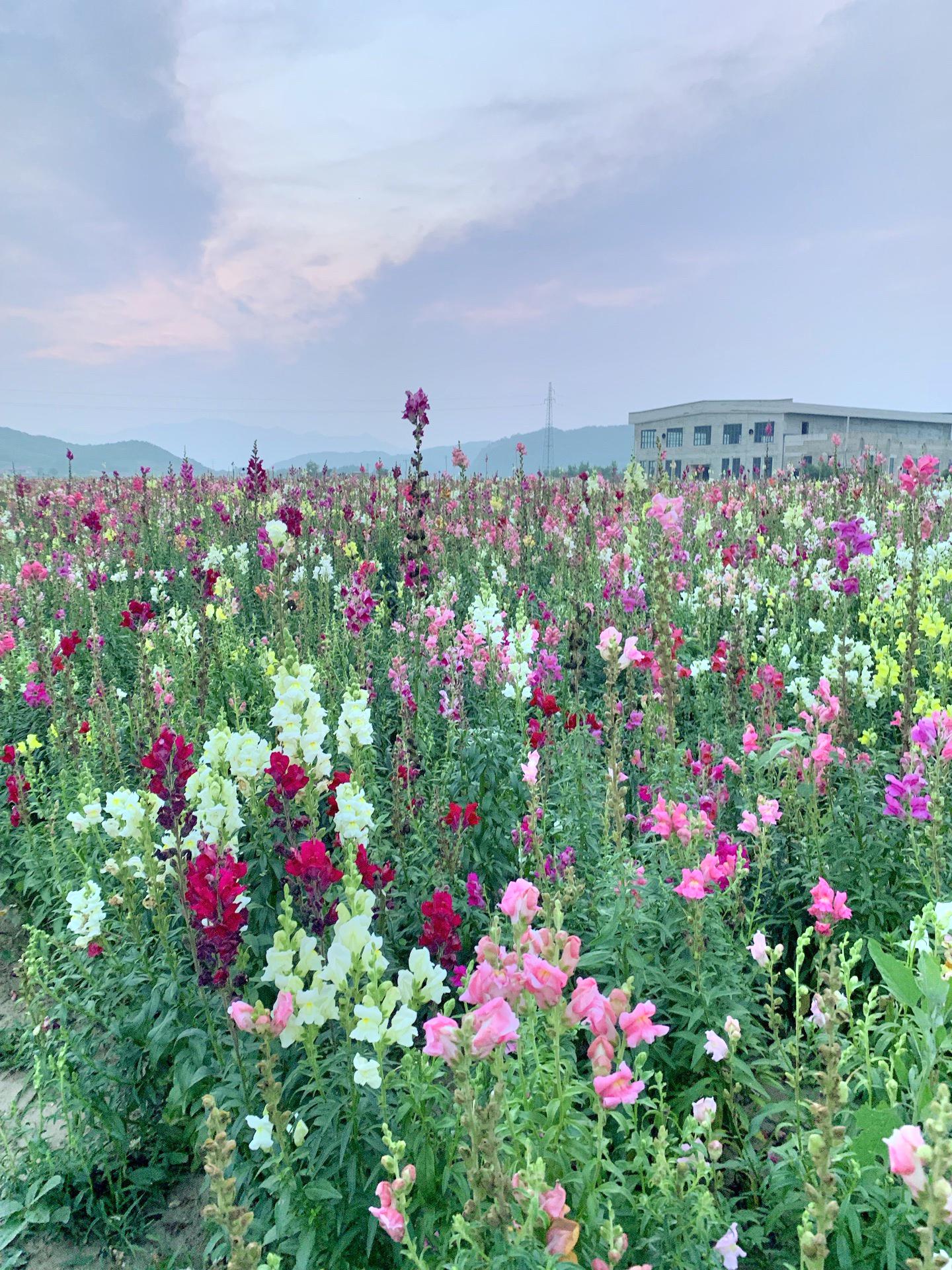 岫岩油菜花景区