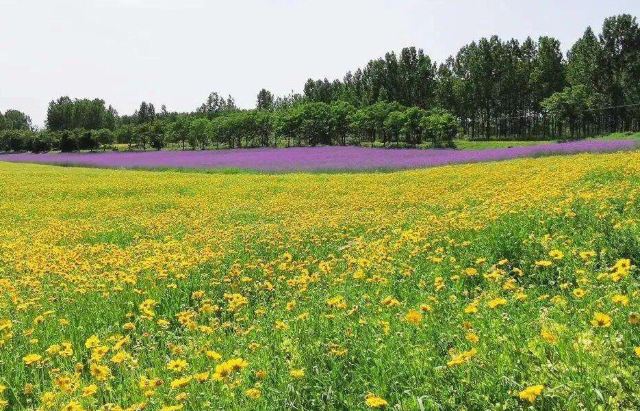 三十岗桃蹊农场