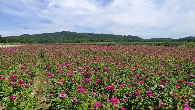 朝阳山服务区-美丽花海