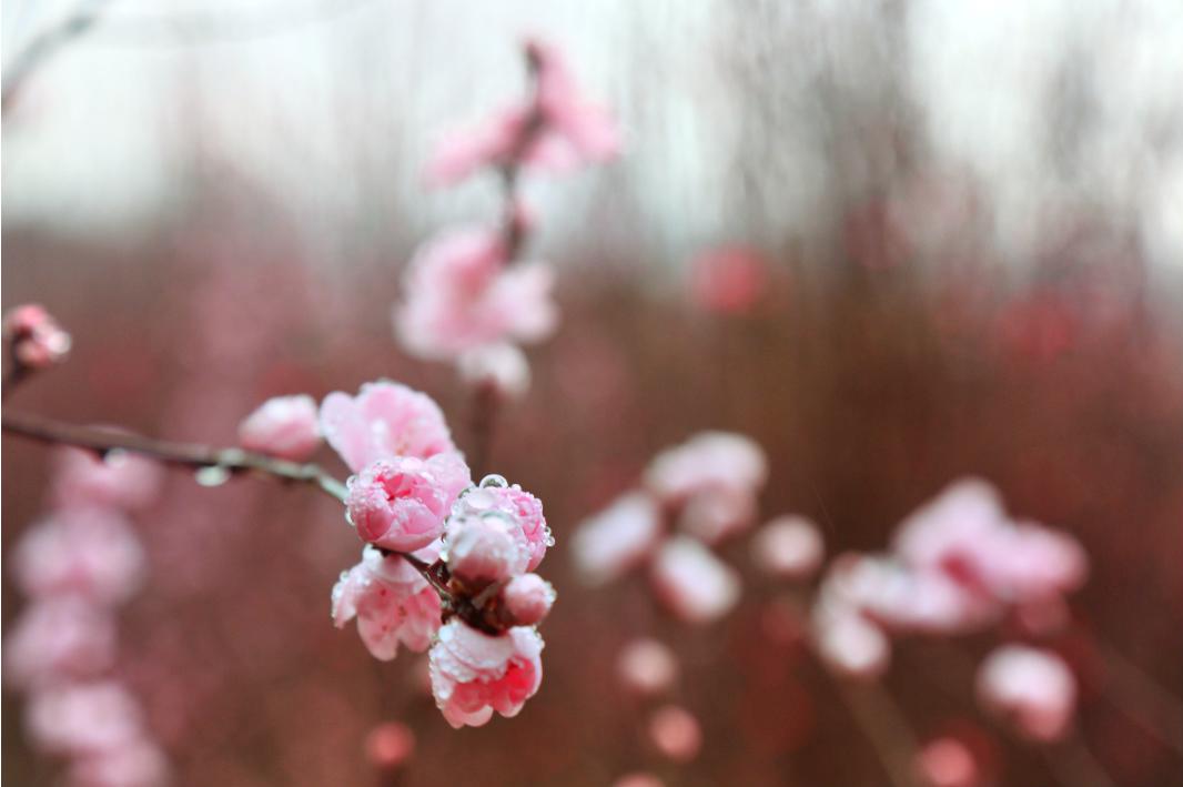 红泉桃花谷