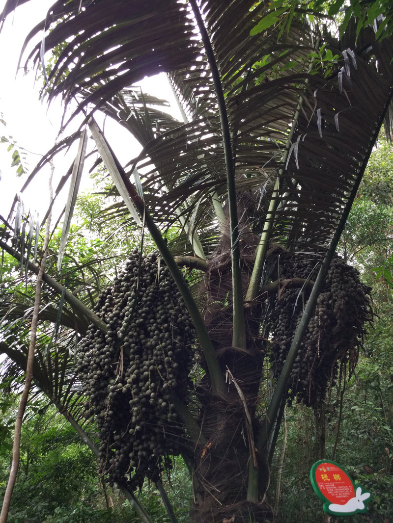 游玩过的三亚景点（一）——保亭呀诺达雨林文化旅游区 - 保亭游记攻略