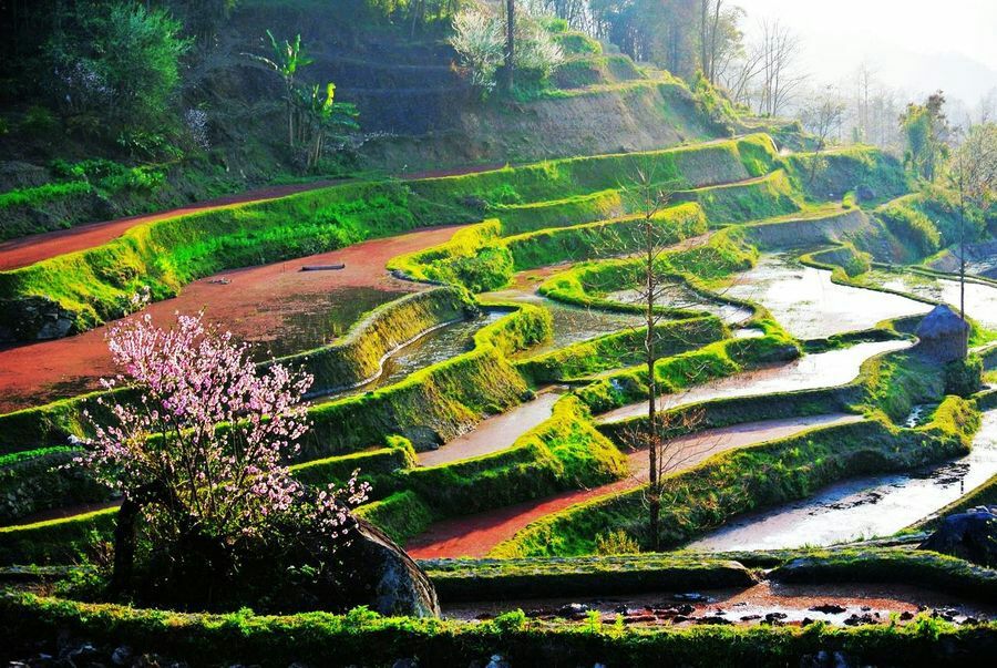 龙树坝梯田