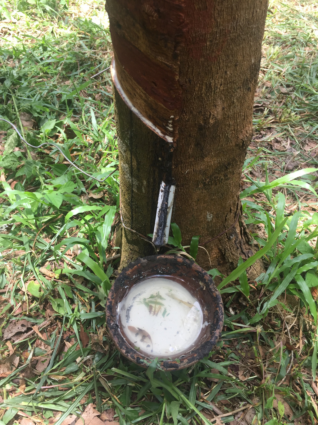 橡膠樹割膠,中國大媽最愛的乳膠枕頭,就產於尖竹汶這裡.