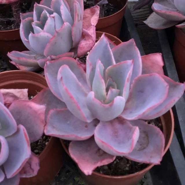 上海景天阁多肉植物大棚攻略 上海景天阁多肉植物大棚门票 攻略 地址 图片 门票价格 携程攻略 上海景天阁多肉植物大棚攻略 上海景天阁多肉植物大棚门票 攻略 地址 图片 门票价格 携程攻略