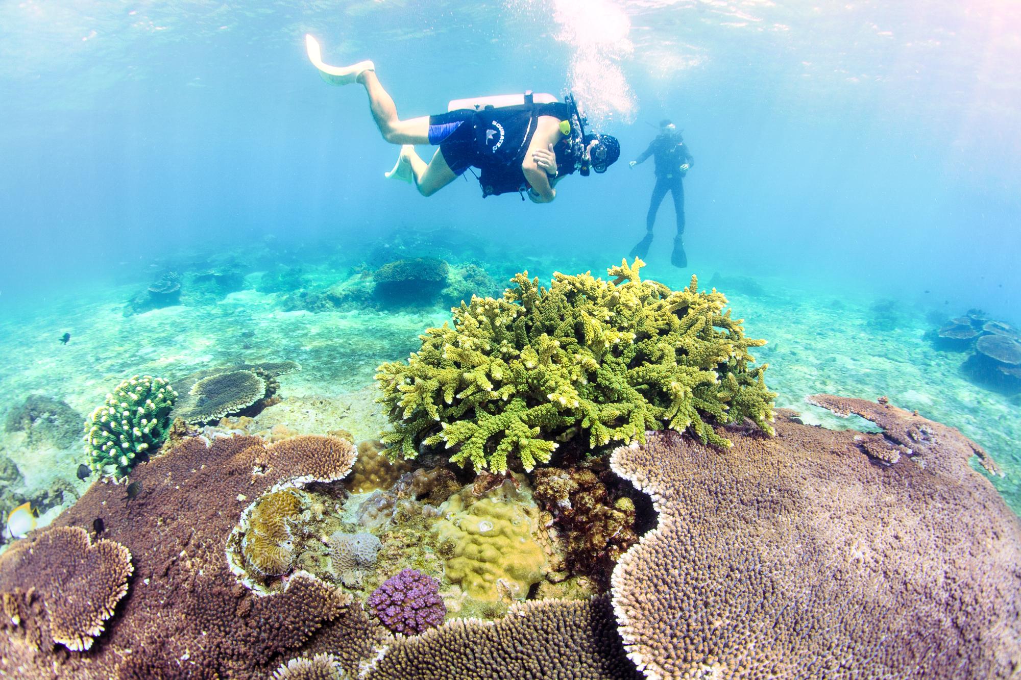 珊瑚观光潜