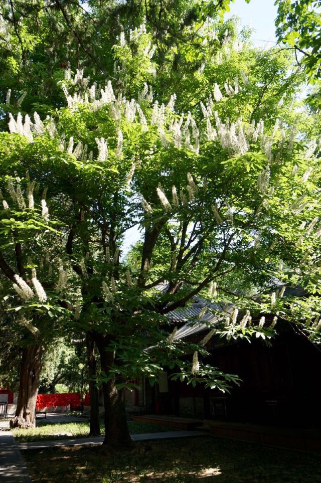 七叶树树干耸直,冠大荫浓,初夏繁花满树.