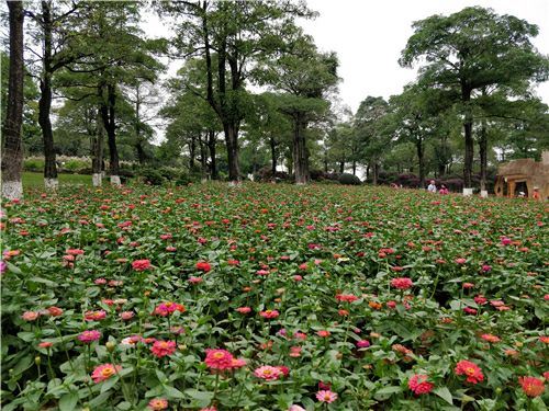 東莞農家樂松湖生態園