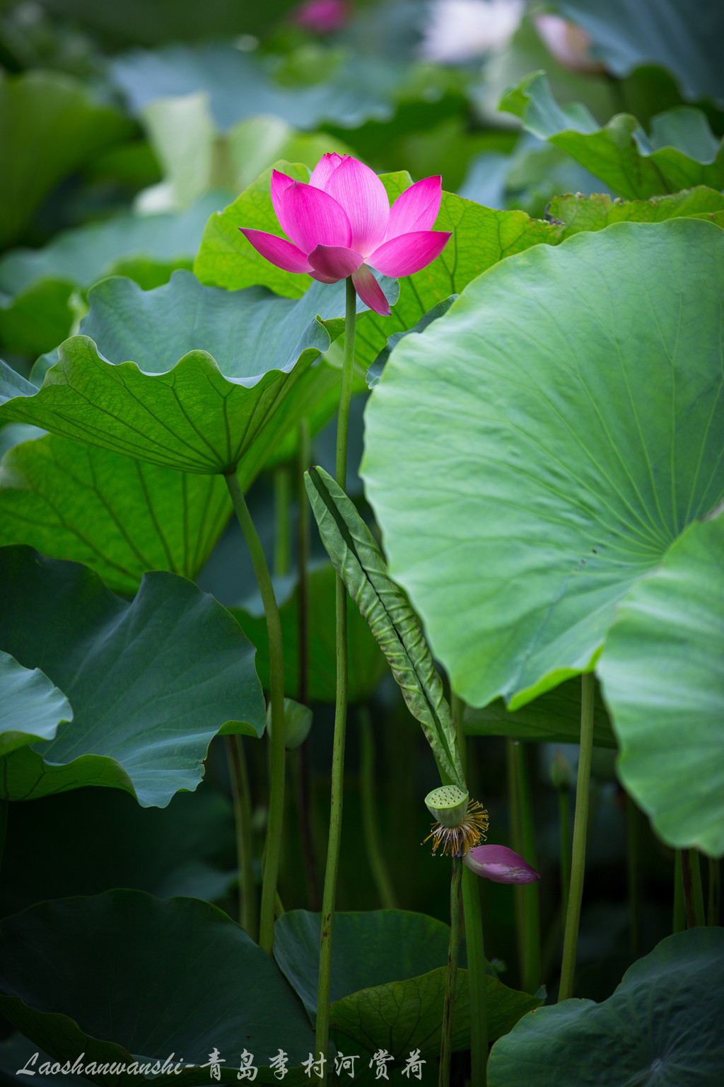 李村河賞荷-荷葉五寸荷花嬌 李村河賞荷 李村河賞荷-碧綠碧綠的蓮蓬和