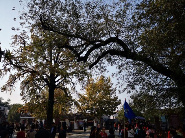 宏村红白古树攻略,宏村红白古树门票/游玩攻略/地址/图片/门票价格