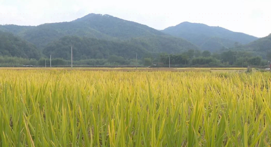 大邑县银花稻香家庭农场