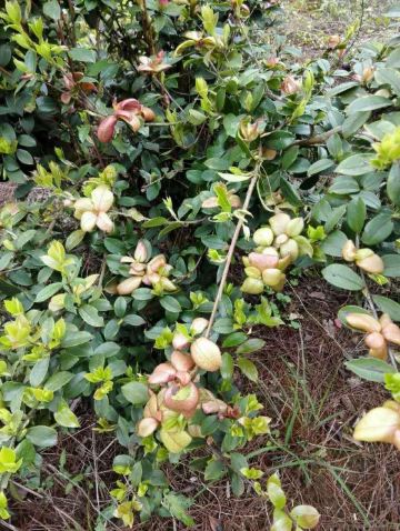 在树上还摘到了当地人说的茶耳,我从没见过.