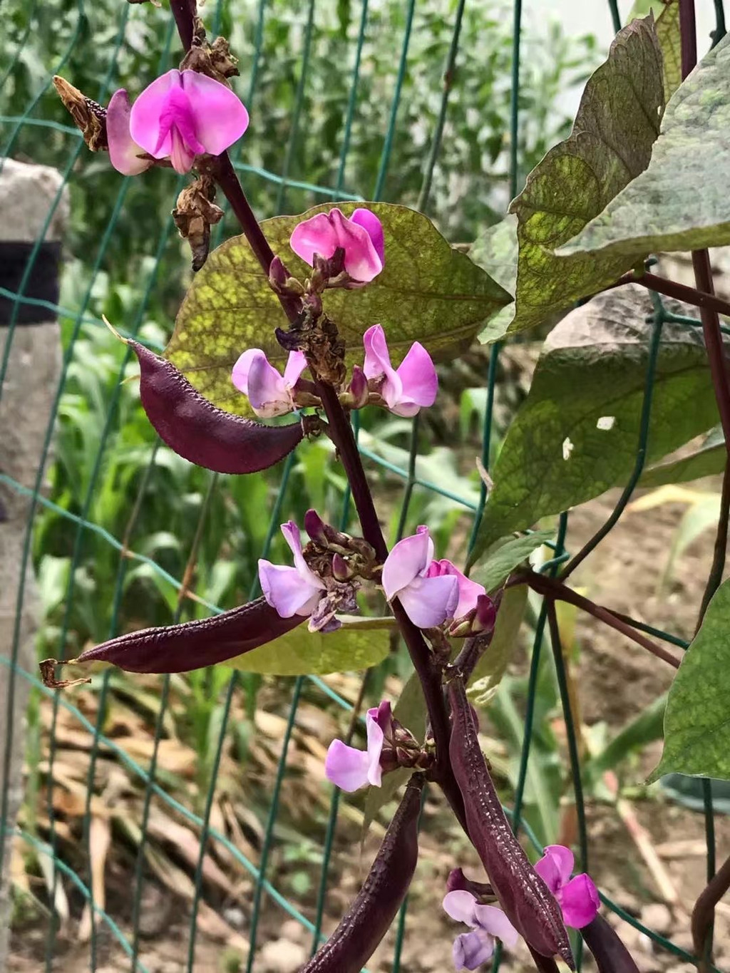 满架夏风扁豆花