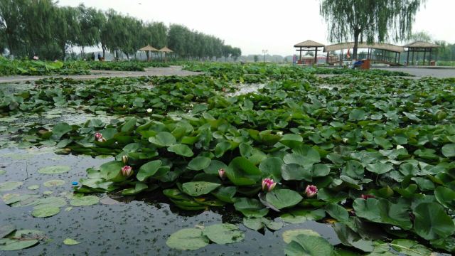 白洋淀烧车淀(白洋淀湿地)攻略,白洋淀烧车淀(白洋淀湿地)门票/游玩