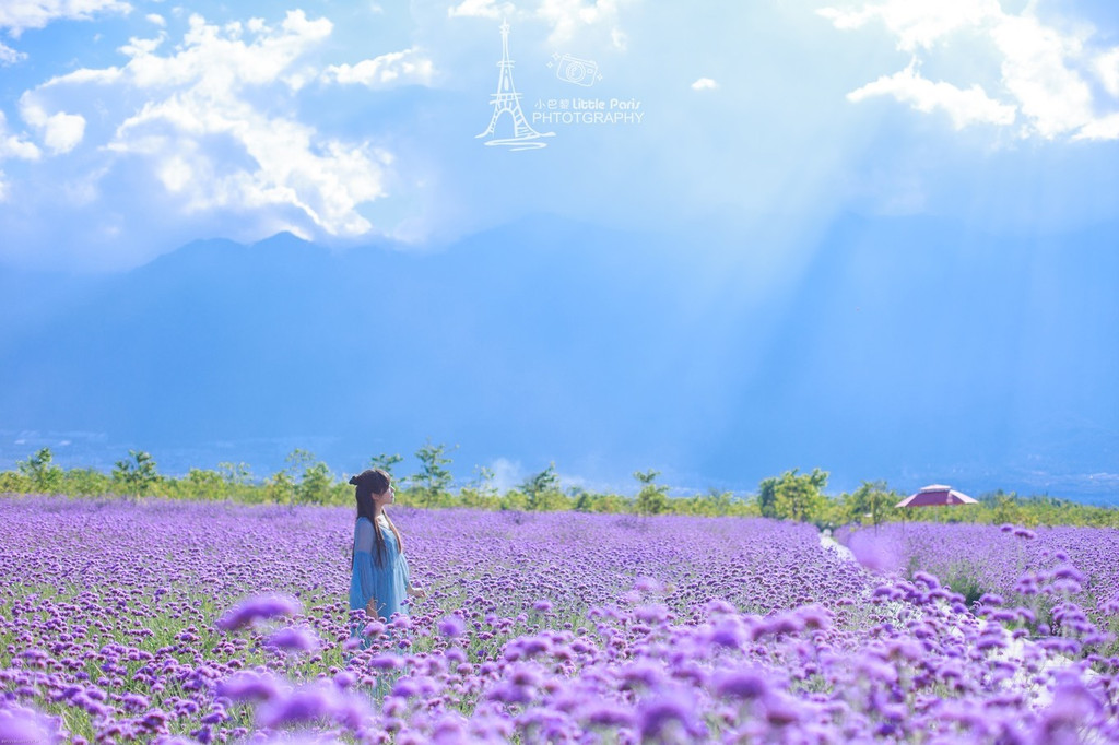 在环海西路的马久邑村,有一个叫【花伴一生玫瑰生活馆】的玫瑰庄园.