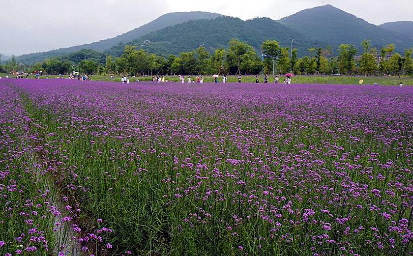 荪湖花海