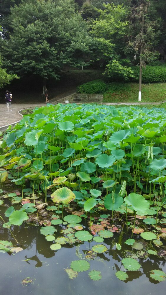 永安蝴蝶山公园