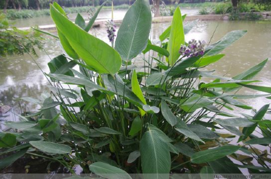 再力花——很有力量的名字