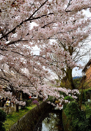 大阪京都 樱花季来吃吃吃 - 近畿地方游记攻略