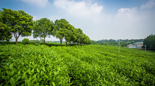 南京桠溪村+高淳老街一日游【踏青郊游 春来早