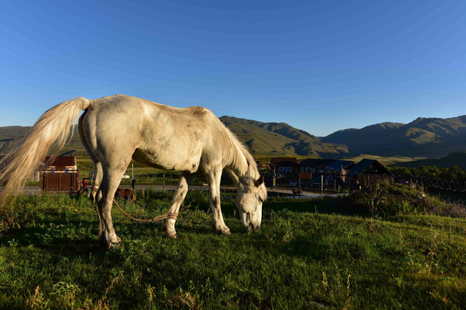 2016北疆喀纳斯8日自驾游最佳路线推荐 - 哈巴