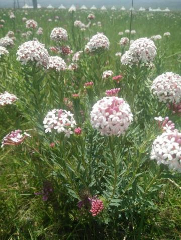 梦里不知身是客—2016藏地行