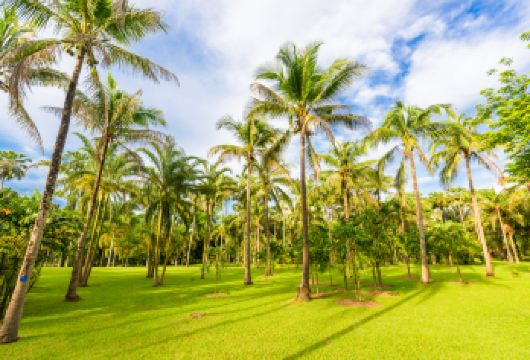 【自由专享晚出发】西双版纳热带植物园+傣族园独立一日游【[优良资质]正规旅游团队，二十年驾龄老司机放心出游，干净纯粹，休闲的体验旅游；】