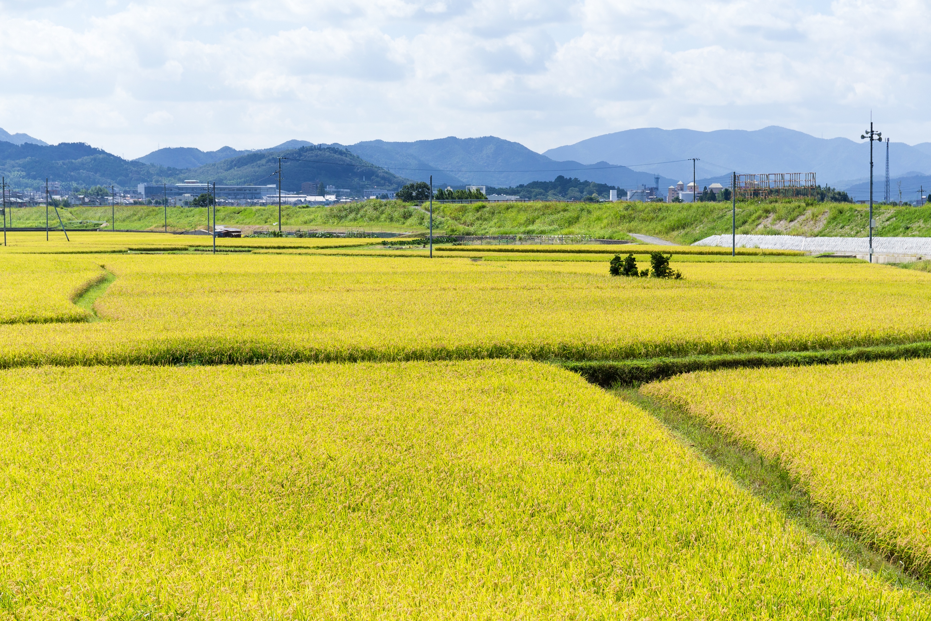 關山鎮油菜花田